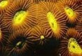 /album/photogallery/corals-jpg/